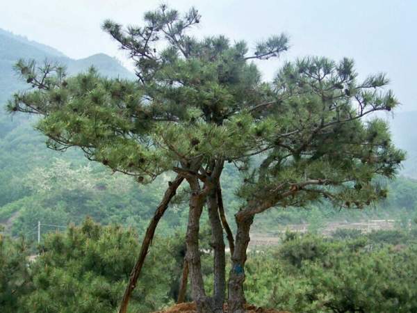 黑松樹(shù)造型景觀欣賞