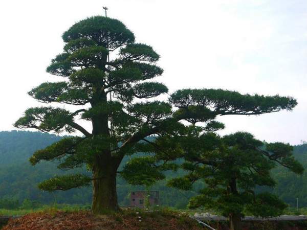 黑松樹(shù)造型景觀欣賞