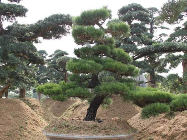 黑松樹(shù)造型景觀欣賞