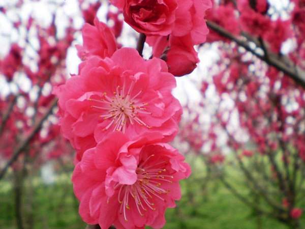 紅梅花一般什么時(shí)候開花？