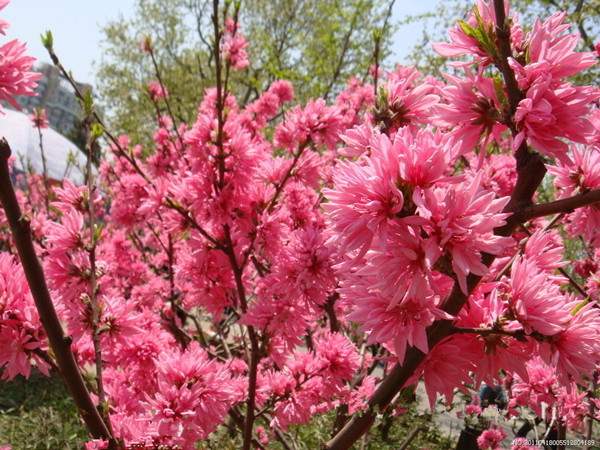 菊花碧桃--長(zhǎng)景園林