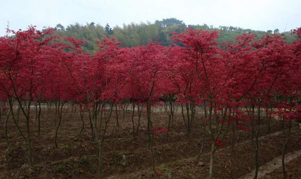 日本紅楓--長景園林