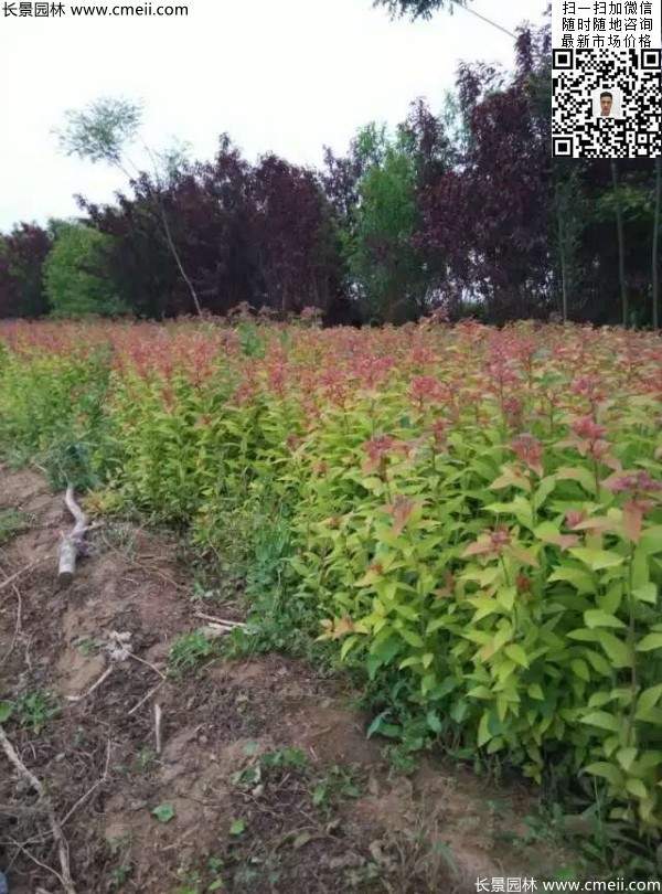 粉花繡線菊基地圖片