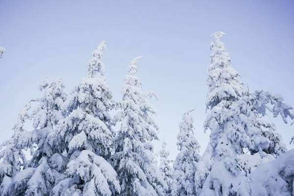 見過這樣的雪松造型樹嗎？美到你想不到