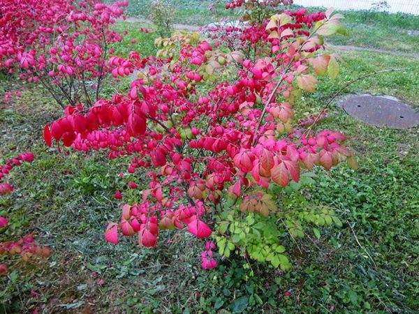 沭陽(yáng)紅葉衛(wèi)矛