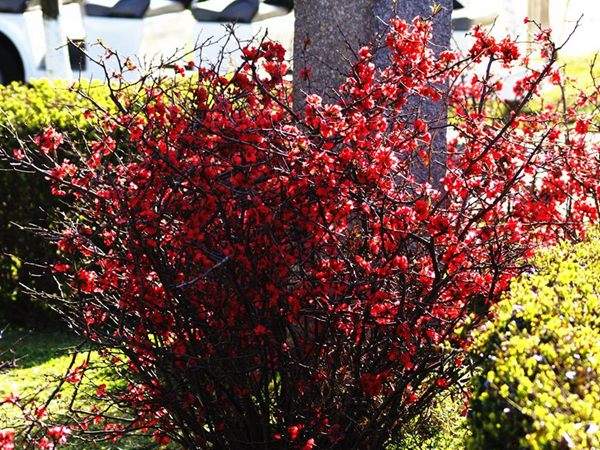 公園里的紅梅和這一比都弱爆了