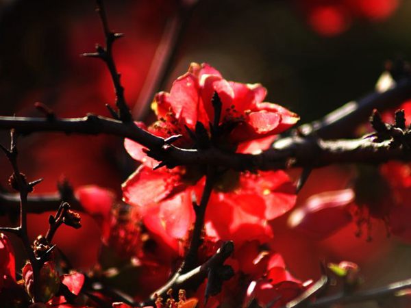 公園里的紅梅和這一比都弱爆了