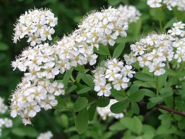 繡線(xiàn)菊