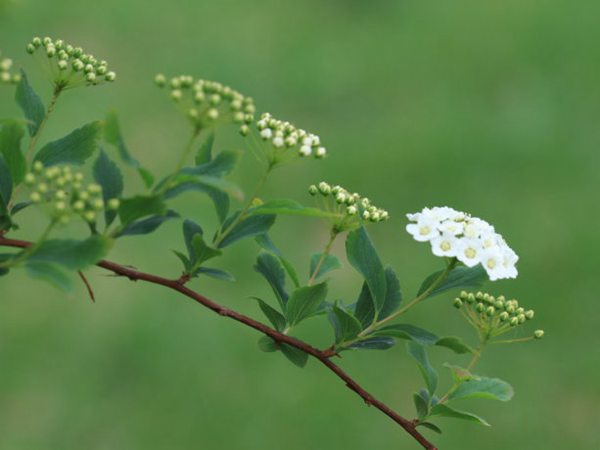 菱葉繡線(xiàn)菊