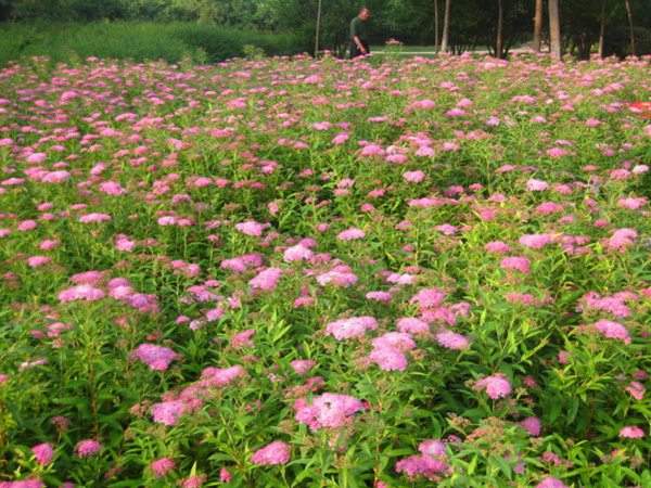 粉花繡線菊?qǐng)D片