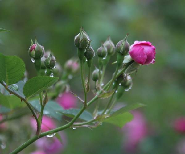 沭陽(yáng)薔薇苗