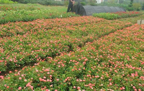 2016薔薇花多少錢(qián)一棵