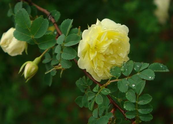 薔薇花植物