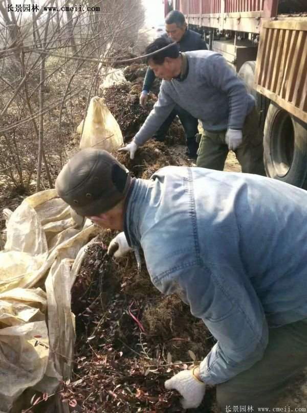 沭陽(yáng)速生扶芳藤