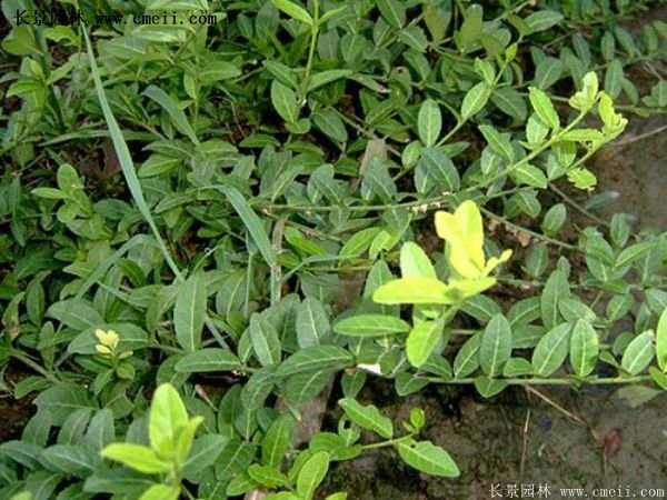 沭陽(yáng)速生扶芳藤