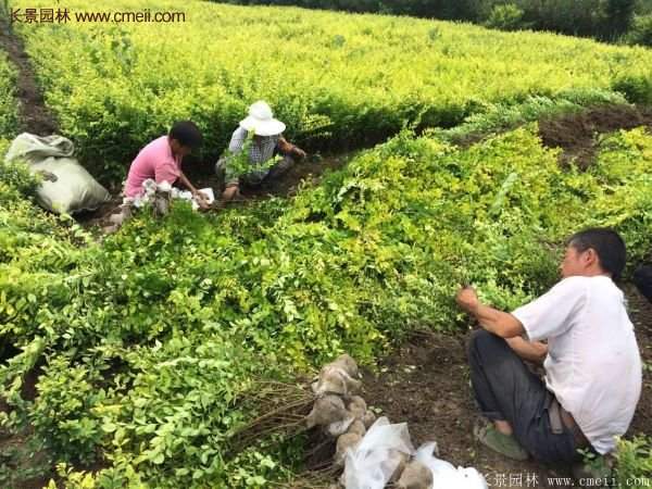 金葉女貞苗、金葉女貞球