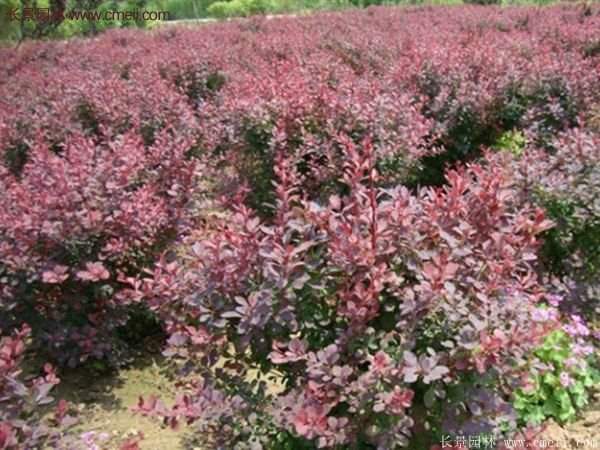 紅葉小檗基地