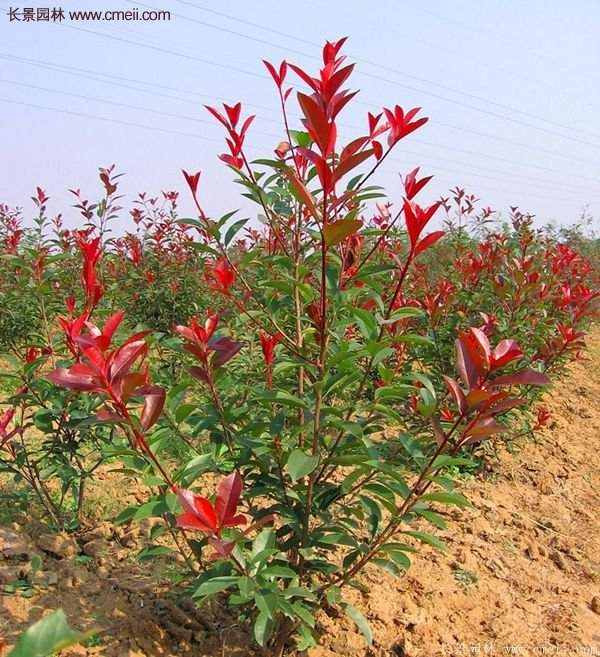 沭陽紅葉石楠基地小苗