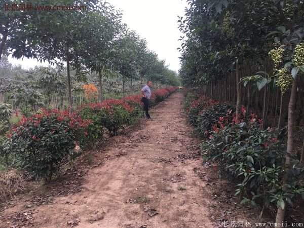 沭陽(yáng)紅葉石楠