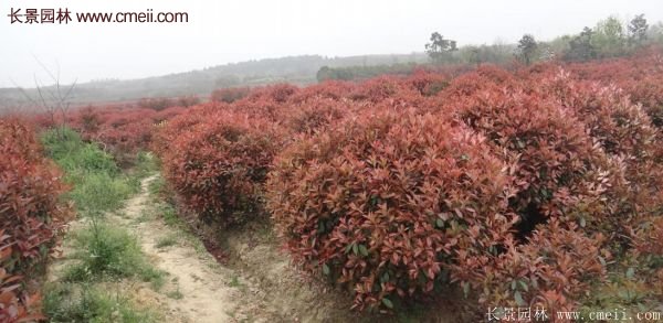 沭陽(yáng)紅葉石楠