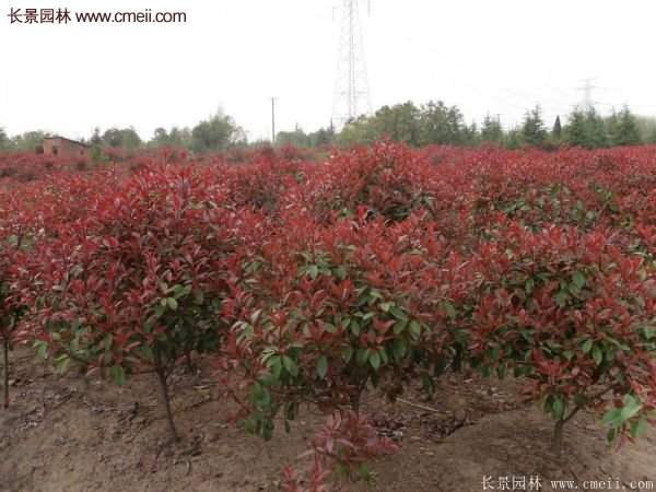 沭陽(yáng)紅葉石楠基地