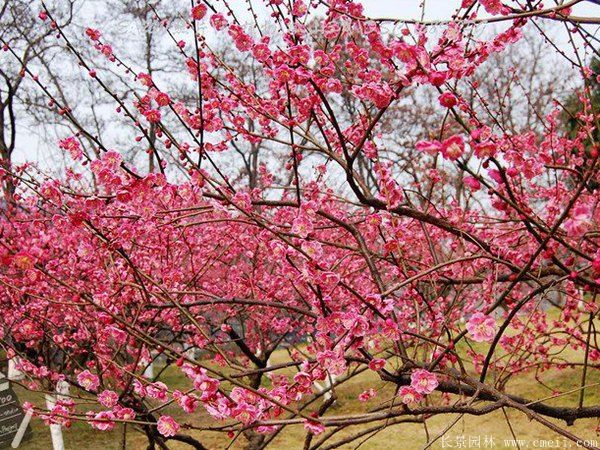 批發(fā)供應(yīng)紅梅和骨里紅梅，規(guī)格齊全、價(jià)格低