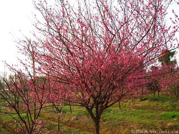 批發(fā)供應(yīng)紅梅和骨里紅梅，規(guī)格齊全、價(jià)格低