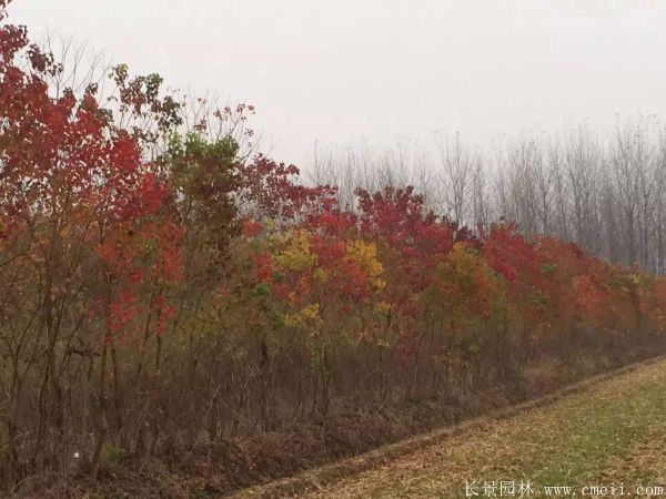 紅葉烏桕圖片紅葉烏桕基地實拍