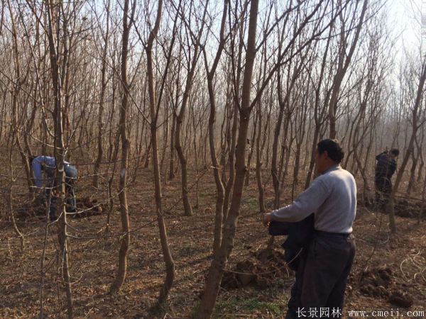 烏桕樹圖片烏桕樹基地實(shí)拍