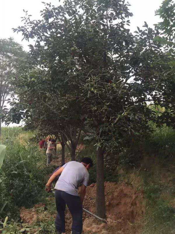 柿子樹圖片柿子樹基地實(shí)拍