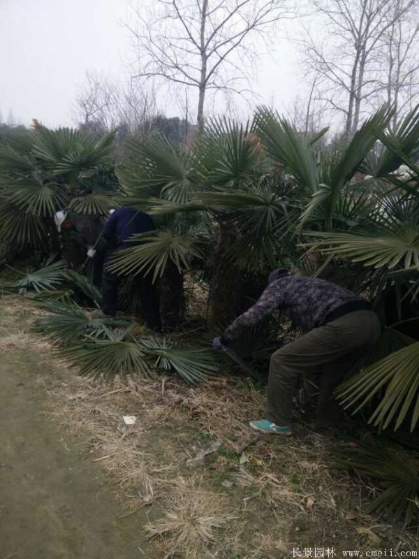 棕樹圖片棕樹基地實拍