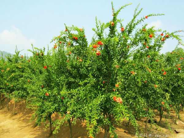 石榴樹(shù)圖片石榴樹(shù)基地實(shí)拍