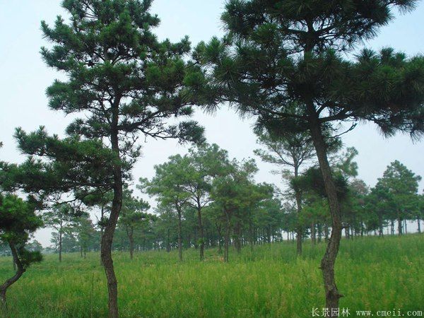 黑松圖片黑松基地實拍