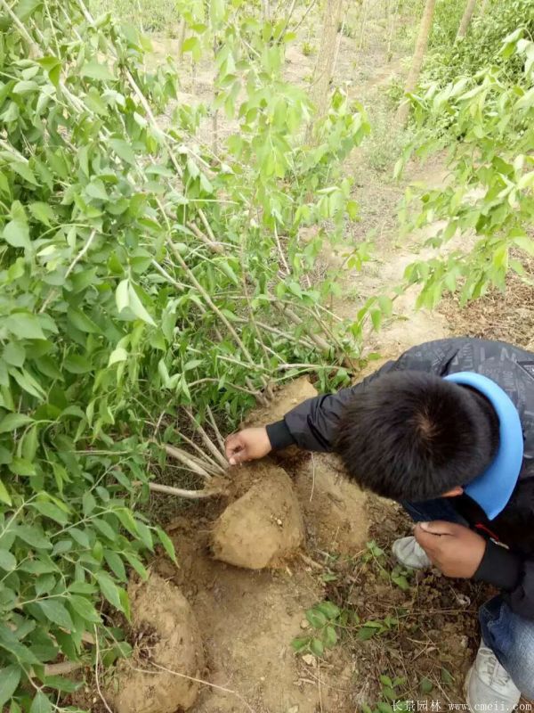 金銀木圖片基地實(shí)拍