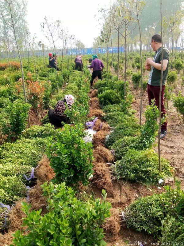 小葉黃楊圖片基地實(shí)拍