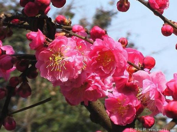 紅梅樹紅梅花圖片基地實拍