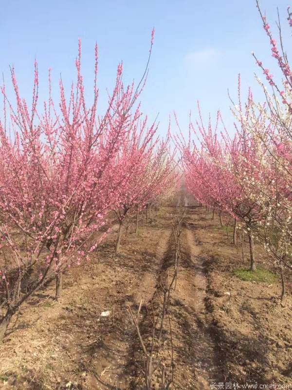 紅梅樹(shù)紅梅花圖片基地實(shí)拍