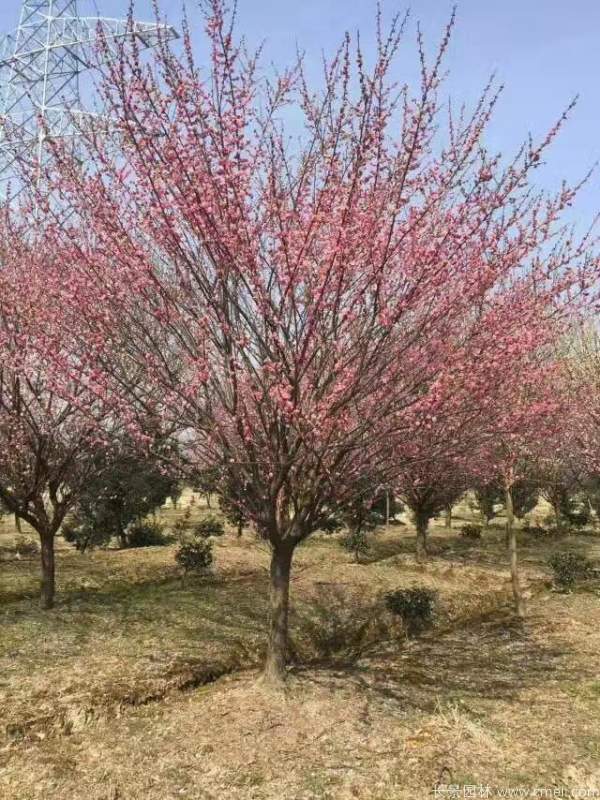 紅梅樹(shù)紅梅花圖片基地實(shí)拍