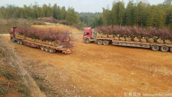 紅梅樹(shù)紅梅花圖片基地實(shí)拍