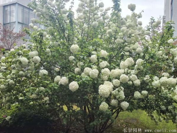 繡球花圖片基地實拍