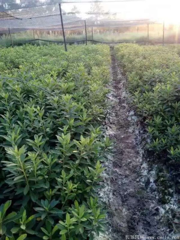 毛鵑圖片基地實拍