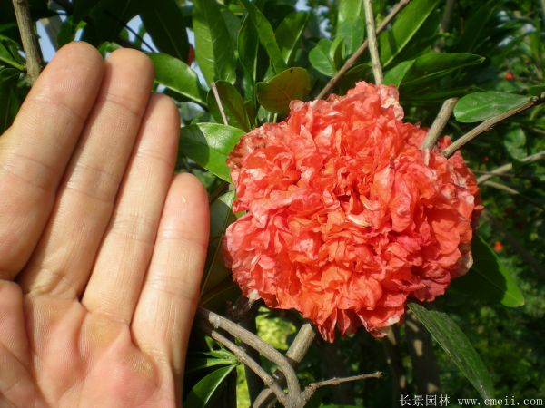 花石榴圖片基地實拍