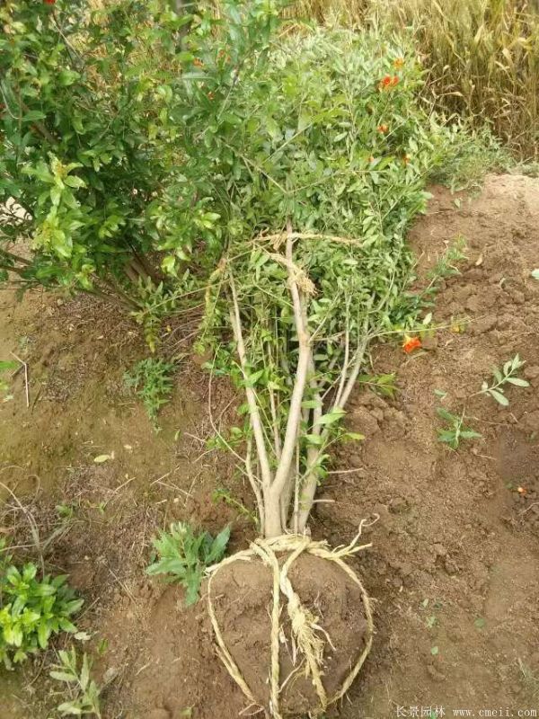 花石榴圖片基地實拍