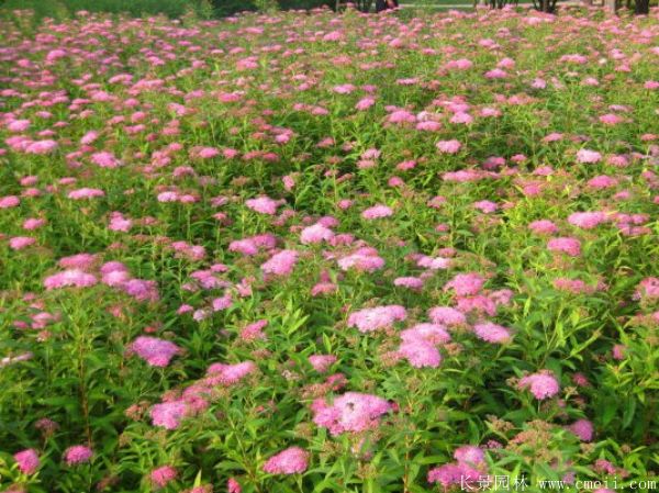 繡線菊?qǐng)D片基地實(shí)拍