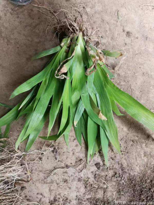 藍蝴蝶鳶尾基地實拍圖片