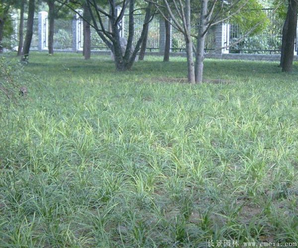 吉祥草基地實(shí)拍圖片