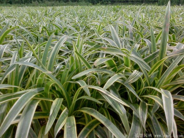 金邊沿階草基地實(shí)拍圖片