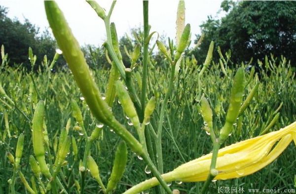 大花萱草基地實拍圖片