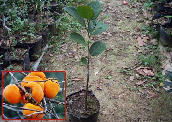 柿樹種子發(fā)芽出苗圖片