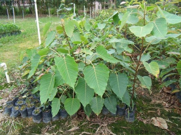 菩提樹(shù)種子發(fā)芽出苗圖片